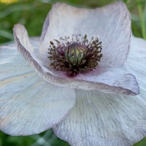 Meet your Posher, Karol